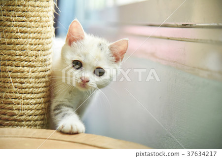 Scottish Fold cat looking to camera. 37634217