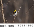 Miyama bunting 37634369