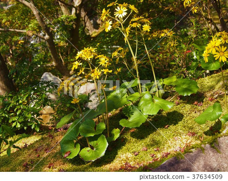 一條毛巾 37634509