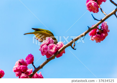 Mejiro red ume 37634525