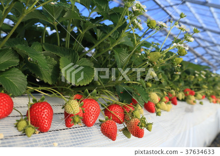 Strawberry garden Strawberry picking 37634633