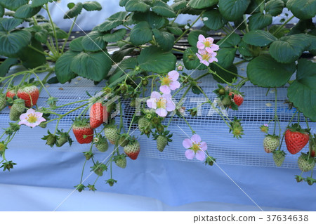 草莓園草莓採摘 37634638