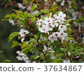 sakura flower photograph 37634867