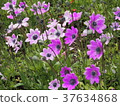 violet flower field photograph 37634868