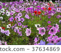 violet flower field photograph 37634869