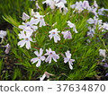 Pink moss flower photograph 37634870