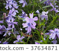 Pink moss flower photograph 37634871