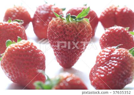 Product name 37635352