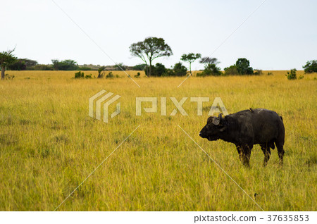 Isolated Buffalo grazing in the savannah Isolated Buffalo grazing in the savannah 37635853