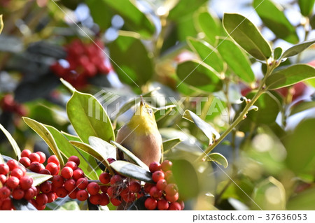 Red-fruit and red fruit Red-fruit and red fruit 37636053