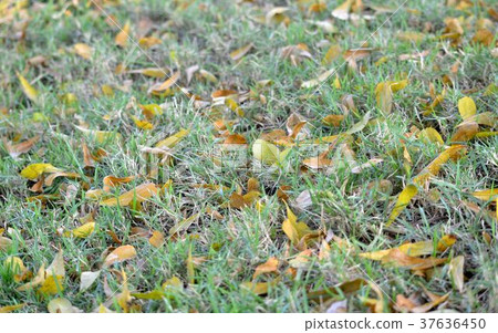 Leaves fall on the grass. 37636450