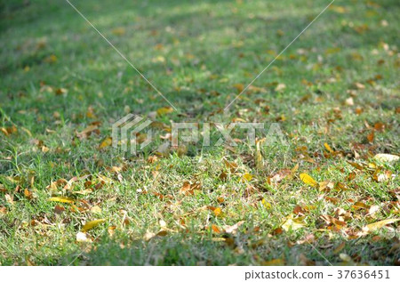 Leaves fall on the grass. 37636451