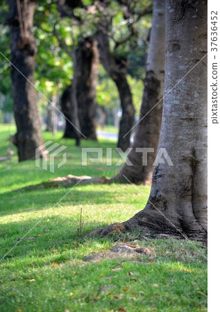 Tree and grass. 37636452