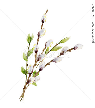 Watercolor willow tree branches Watercolor willow tree branches 37636974