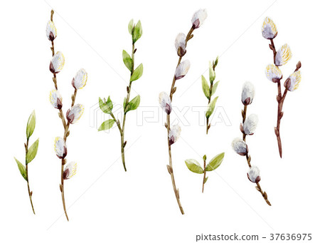 Watercolor willow tree set Watercolor willow tree set 37636975
