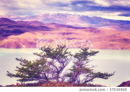 Torres del Paine National Park, Patagonia, Chile. Torres del Paine National Park, Patagonia, Chile. 37636988