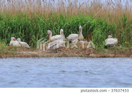 dalmatian pelicans (pelecanus crispus) dalmatian pelicans (pelecanus crispus) 37637433