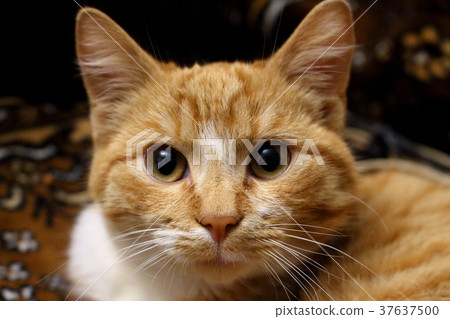 Red cat face closeup. Red cat face closeup. 37637500