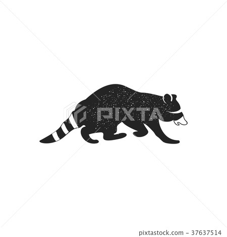 Raccoon icon isolated on white background. Wild 37637514