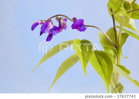 Blue and purple flowers with green leaves. Blue and purple flowers with green leaves. 37637743