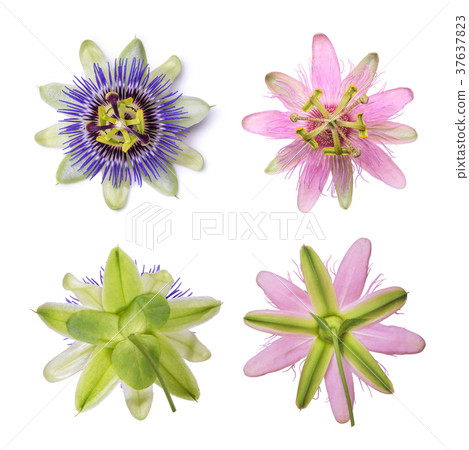 Passiflora passionflower isolated on white background. Big beautiful flower. 37637823