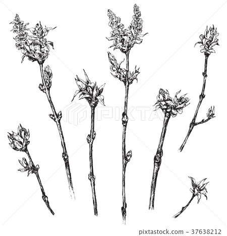 Branches with Leaves Sketch Branches with Leaves Sketch 37638212