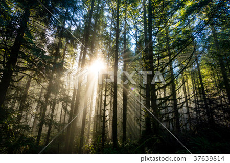 Sun Through Trees in Natural Oregon Landscape 37639814