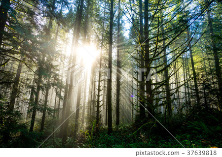Sun Through Trees in Natural Oregon Landscape 37639818