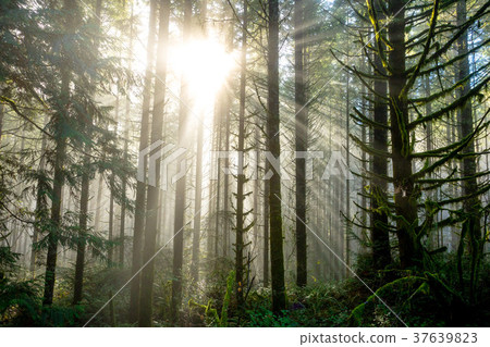 Sun Through Trees in Natural Oregon Landscape 37639823