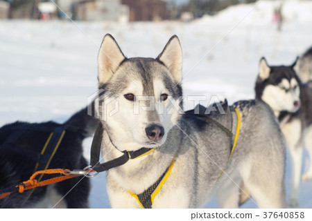 portrait of a sled dog 37640858