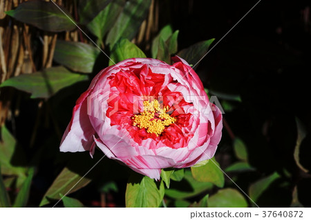 Peony winter button Winter Peony Peony winter button Winter Peony 37640872