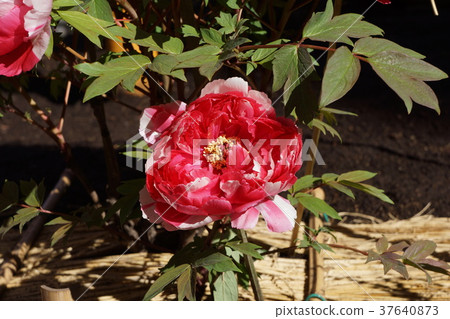 Peony winter button Winter Peony Peony winter button Winter Peony 37640873