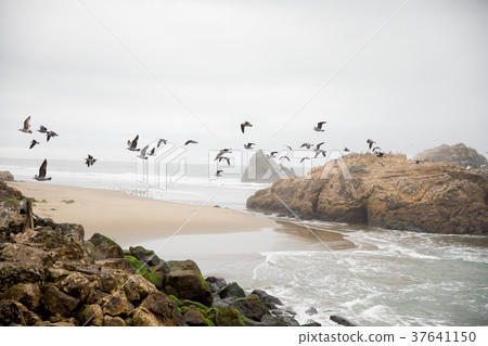 Waterfowl Birds at Sutro Baths San Francisco Waterfowl Birds at Sutro Baths San Francisco 37641150