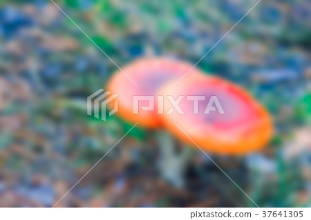 Amanita mushroom - blurred image 37641305