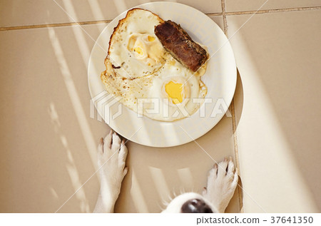 Dog and plate with fried eggs and meat cutlet 37641350