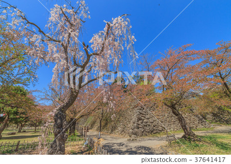 Spring nostalgic landscape 37641417