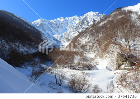Look at Tanigawadake (Tomano Ear, Okino Ear) from the winter Matiga swamp 37641736