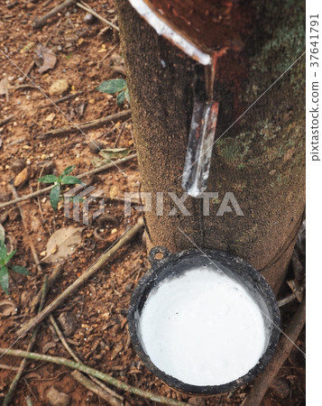 Close up of rubber tapping with tree Close up of rubber tapping with tree 37641791