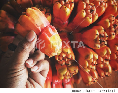 Orang pandanus fruit on hand Orang pandanus fruit on hand 37641841