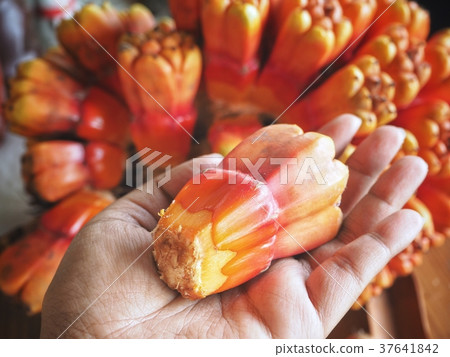 Orang pandanus fruit on hand 37641842