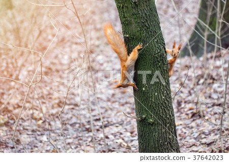 Two funny cute  squirrels play  in a forest. 37642023