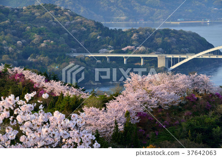 在Hayama公園的櫻花 37642063