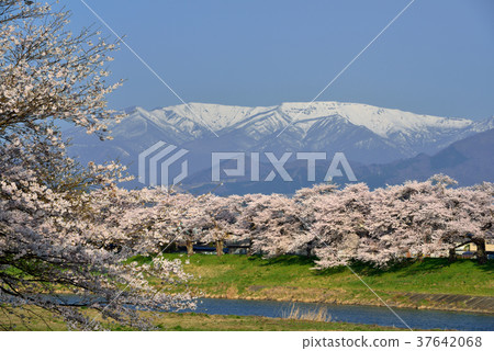 白石川堤一目千本櫻 37642068