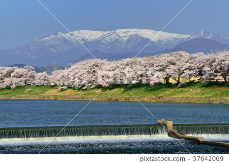 白石川堤一目千本櫻 白石川堤一目千本櫻 37642069