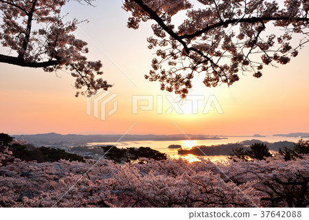 Nishiyuki的媽祖公園的櫻花歸來 Nishiyuki的媽祖公園的櫻花歸來 37642088