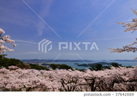 Cherry blossoms at Matsu Park in Nishiyuki return 37642089