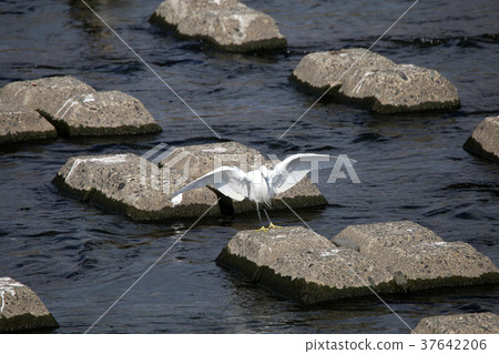 Little jumping Little jumping 37642206