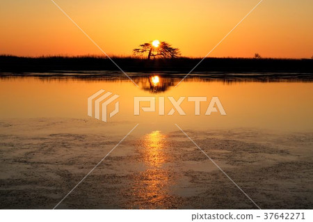 仲冬Notsuke Bay Ipponmatsu 37642271