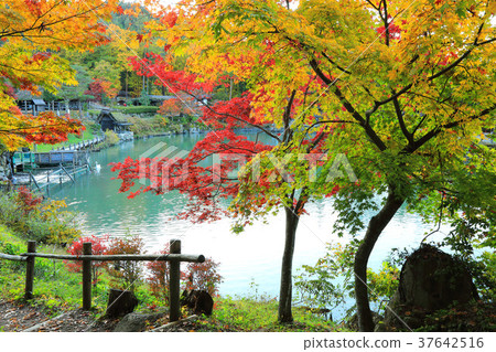 Autumn Hida Takayama 37642516