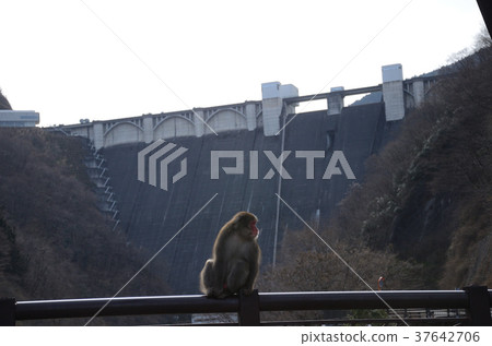 Wild Japanese Monkey / Japanese Monkey 37642706